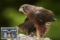 A raptor with no qualms about eating its opponents wins New Zealand’s annual bird election