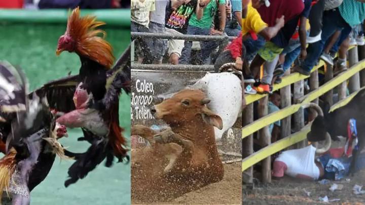 ¿Por qué la Corte extendió la prohibición de la tauromaquia a las corralejas, el coleo y las peleas de gallos?: el impacto cultural