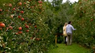 Pick apples at these 10 Massachusetts orchards this fall