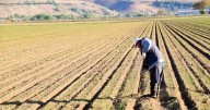More than half of Northwest in severe, extreme drought