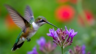 17 Best Purple Plants For Attracting Colorful Birds To Your Yard
