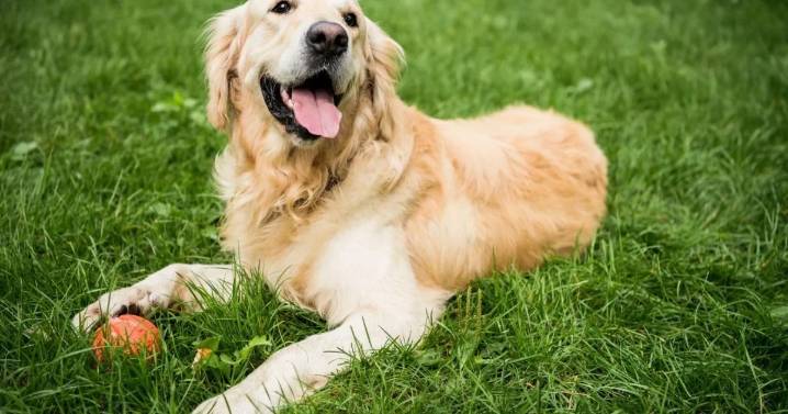No es casualidad: por qué los golden retrievers son considerados los perros más empáticos 