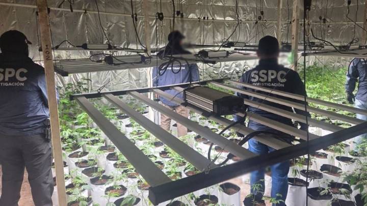 Detienen a cuatro sujetos en cateos a inmuebles en la CDMX donde se cultivaba y almacenaba marihuana