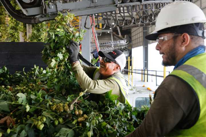 WA hop farmers, brewers contend with trade war, extra visa scrutiny