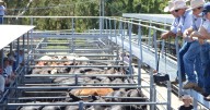 Prices rise at Maitland store cattle sale Saturday, September 20, 2025