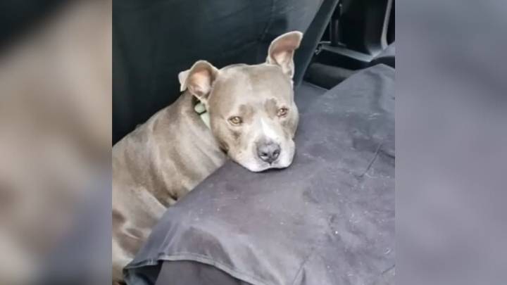 North Carolina Pup Spent His Days Chained Outside Until Rescuers Stepped In