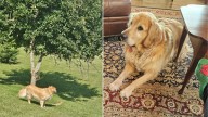 Virginia Pup Waits Patiently Under A Tree And The Reason Leaves Everyone Laughing