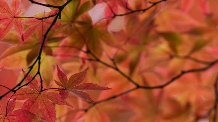 Fall in Central Georgia: Events you won't want to miss