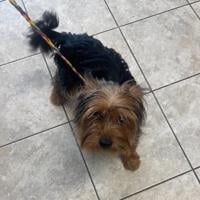 Couple's story about dog abandoned with "free" sign in Massachusetts was hoax, police confirm