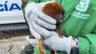 En apartamento de Bogotá, tenían a un mico como mascota: imágenes desalentadoras