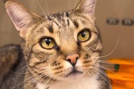 Meet Kion: The Affectionate Tabby Seeking A Forever Home