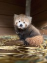 Cleveland Metroparks Zoo announces surprise birth of baby red panda, naming planned