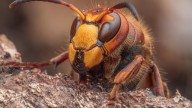 What To Know About Aggressive Hornets In The Fall