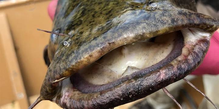 El avance del bagre de cabeza plana en Estados Unidos enciende alarmas por la fauna nativa y preocupa a los expertos