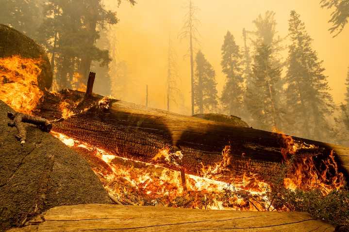 Giant sequoia trees burn in California wildfire sparked by lightning