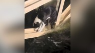 Video shows firefighters rescue lost dog trapped in California Aqueduct
