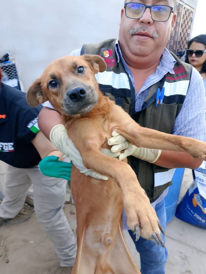 Rescata DABA a 12 perros y 2 gatos en condiciones deplorables