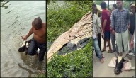 Madhya Pradesh: Severed body parts of a cow found by locals in a river in Rewa, FIR lodged