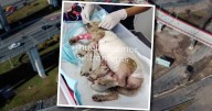 Explosión en Iztapalapa: ¿Cómo sigue ‘Cereza’, la perrita sobreviviente, y sus 5 cachorros?