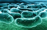 The Microbiome’s Role In Metabolism, Brain Health, And Aging