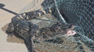 Later, alligator: Reptile removed from Washington Channel