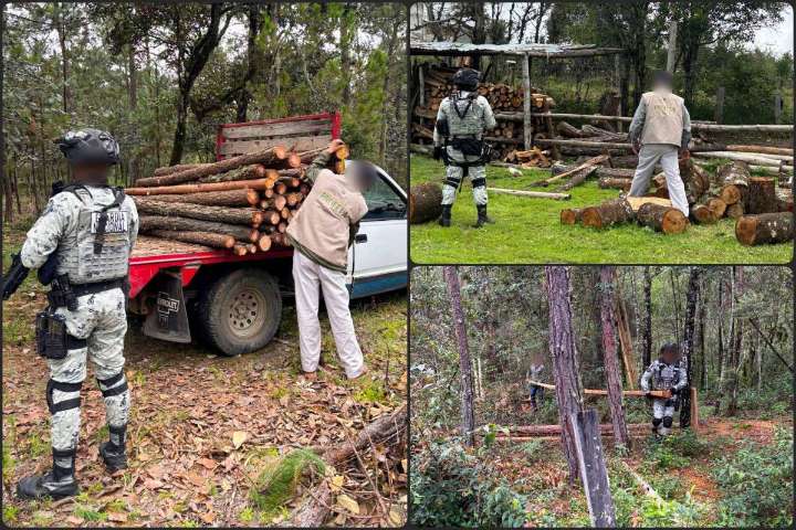 Interviene Profepa en alarmante caso de tala clandestina que arrasó con bosque de Hidalgo