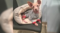 This California Stray Dog’s Breed Is A Mystery That Has Left Everyone Guessing