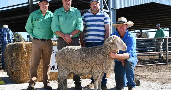 Outback Multi Purpose Merinos 2025 ram sale results and prices