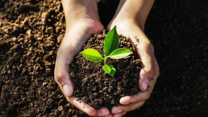 Grant funded Trees 4 SC program to expand Camden’s tree canopy