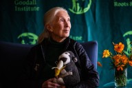Jane Goodall Recalls Chicago’s Role In Her Life Of Activism