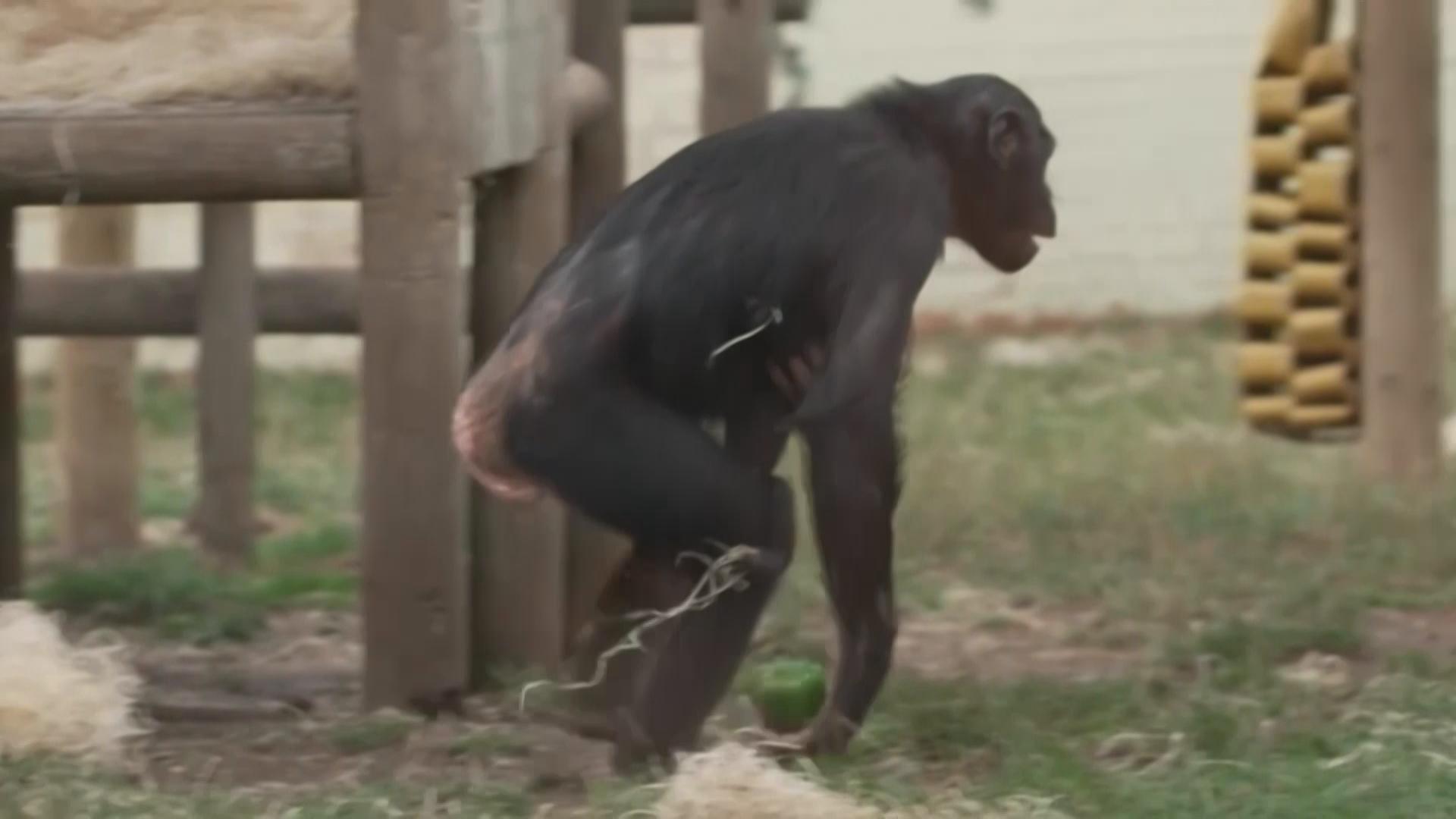 Endangered baby bonobo, humans closest relative, is born in UK zoo