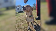Arizona Sisters Were Stunned After Discovering A Pup In A Desert Only To Realize He Had Something Stuck On His Side