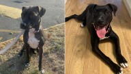 New York Pittie Labeled 'World's Loneliest Dog' Moves Through 8 Foster Homes In 2 Years