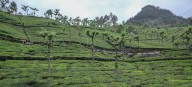 Ooty Calling: South India’s Dreamy Honeymoon Escape