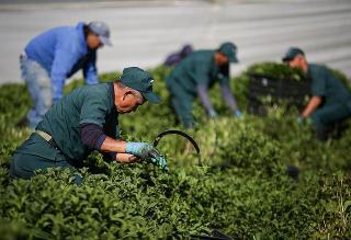 Hierbas aromáticas: una exportación no tradicional que crece cada vez más