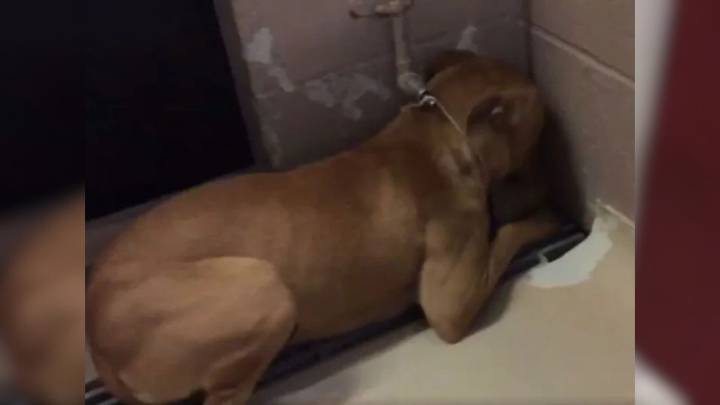 Orphan Pup From Texas Was So Traumatized That She Would Not Stop Staring At The Corner Of Her Kennel