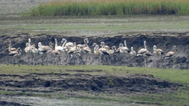 Un fenómeno extraordinario: más de 40 flamencos se dejan ver por la ría de Villaviciosa