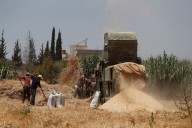 Producción mundial de cereales en 2025 alcanzará nivel récord: FAO