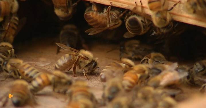 Why are there less bee hives this year in Chattanooga?