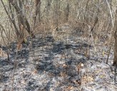 Tumbes: controlan incendio forestal que afectó al Parque Nacional Ceros de Amotape