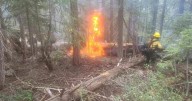 Lightning sparks 42 fires within Plumas National Forest, no threat yet