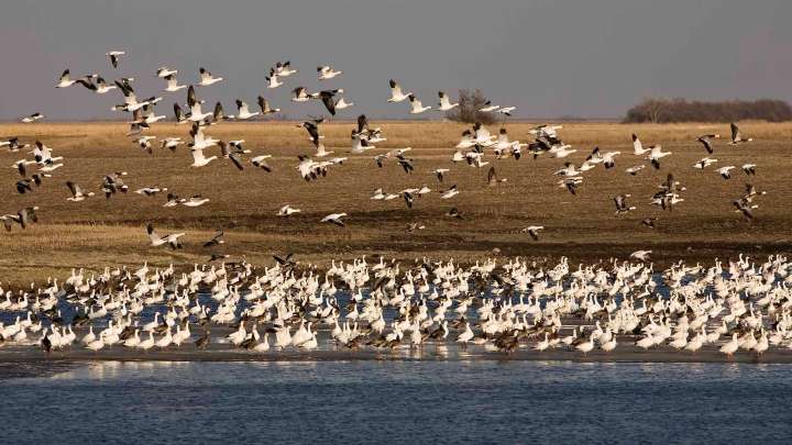 Wyoming Duck And Goose Seasons Open, But Still Too Warm To Bring Many Birds