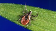 Unproven Lyme disease tests and treatments are proliferating