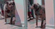 Smart Pup Silently Tells Visiting Dog He’s Worn Out His Welcome