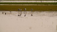 La gripe aviar infecta a 67.000 aves de granja en 2 meses y espera el impacto otoñal