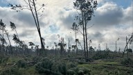 Hurricane Helene anniversary: Georgia timber industry recovery ongoing