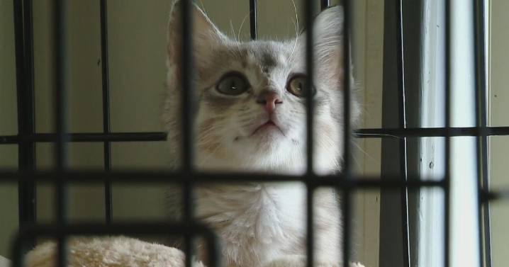 Armstrong County rescue has given second chances to 900 animals