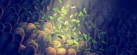 One Fecal Transplant May Lower Diabetes And Heart Disease Risk For 4 Years