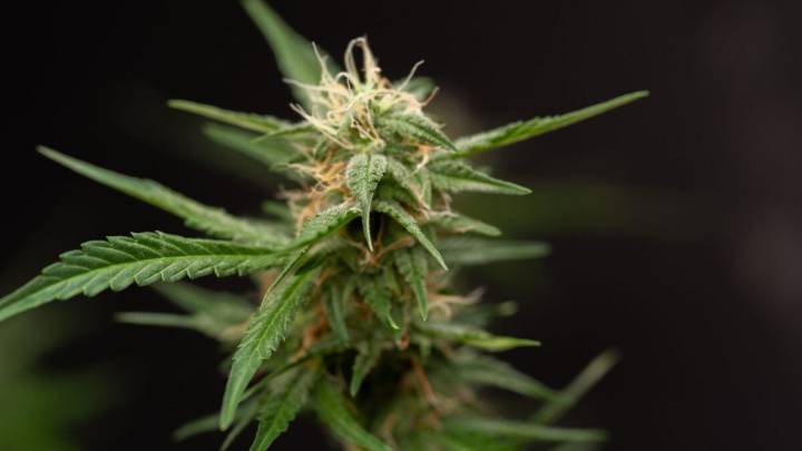 Cannabis Can Help Relieve Chronic Low Back Pain, Major Trial Finds