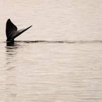 Canada wildlife decline 'most severe' in decades: WWF